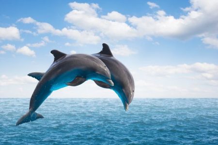rejs dom delfinów